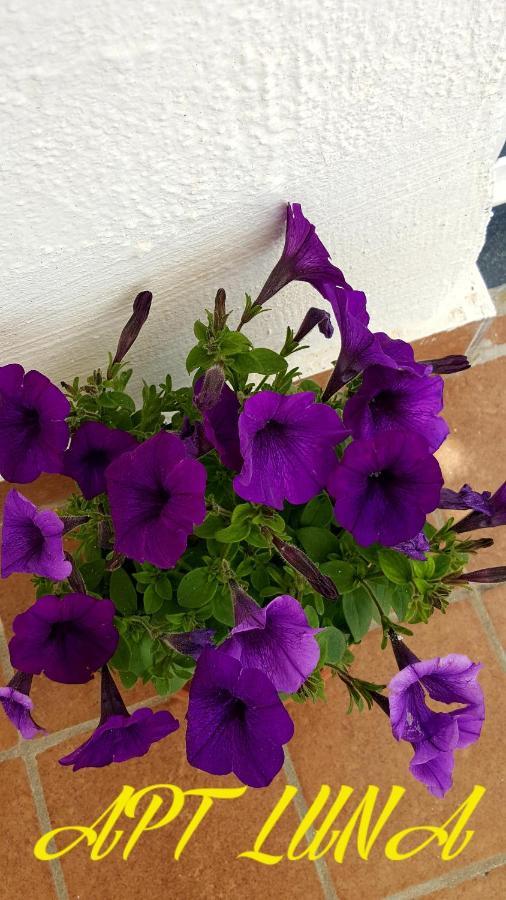 Casa Annunziata Lägenhet Ravello Exteriör bild